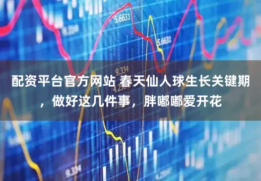配资平台官方网站 春天仙人球生长关键期,做好这几件事,胖嘟嘟爱开花